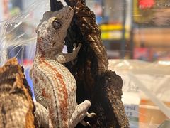 -酷以爬仙阁实体爬宠店·守宫·蜥蜴·专业繁育