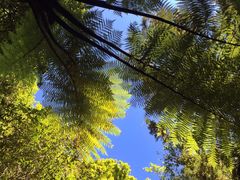 -怀托摩萤火虫洞