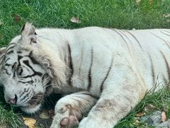 -北京野生动物园