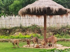 -泉州海丝野生动物世界