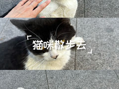 -欣宠猫屋·矮脚拿破仑·蓝金金渐层