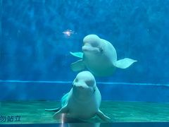 -芜湖新华联大白鲸海洋公园