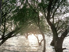 -宝安西湾红树林湿地公园