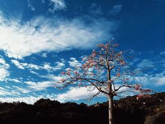 -莲花山公园
