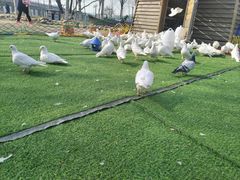 -长白岛森林公园