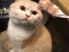 -猫猫幼稚园·撸猫·桌游·电玩