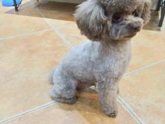 -西安京西宠物医院·瘫痪·疑难杂症