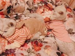 -欣宠猫屋·矮脚拿破仑·蓝金金渐层