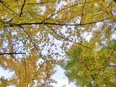 -四川大学(华西校区)