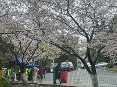 -武汉大学-樱园