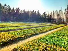 -艾溪湖湿地公园