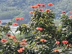 -深圳仙湖植物园