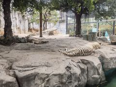 -灵玲国际马戏城
