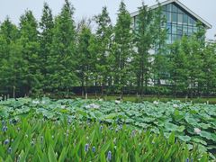 -金银湖国家城市湿地公园