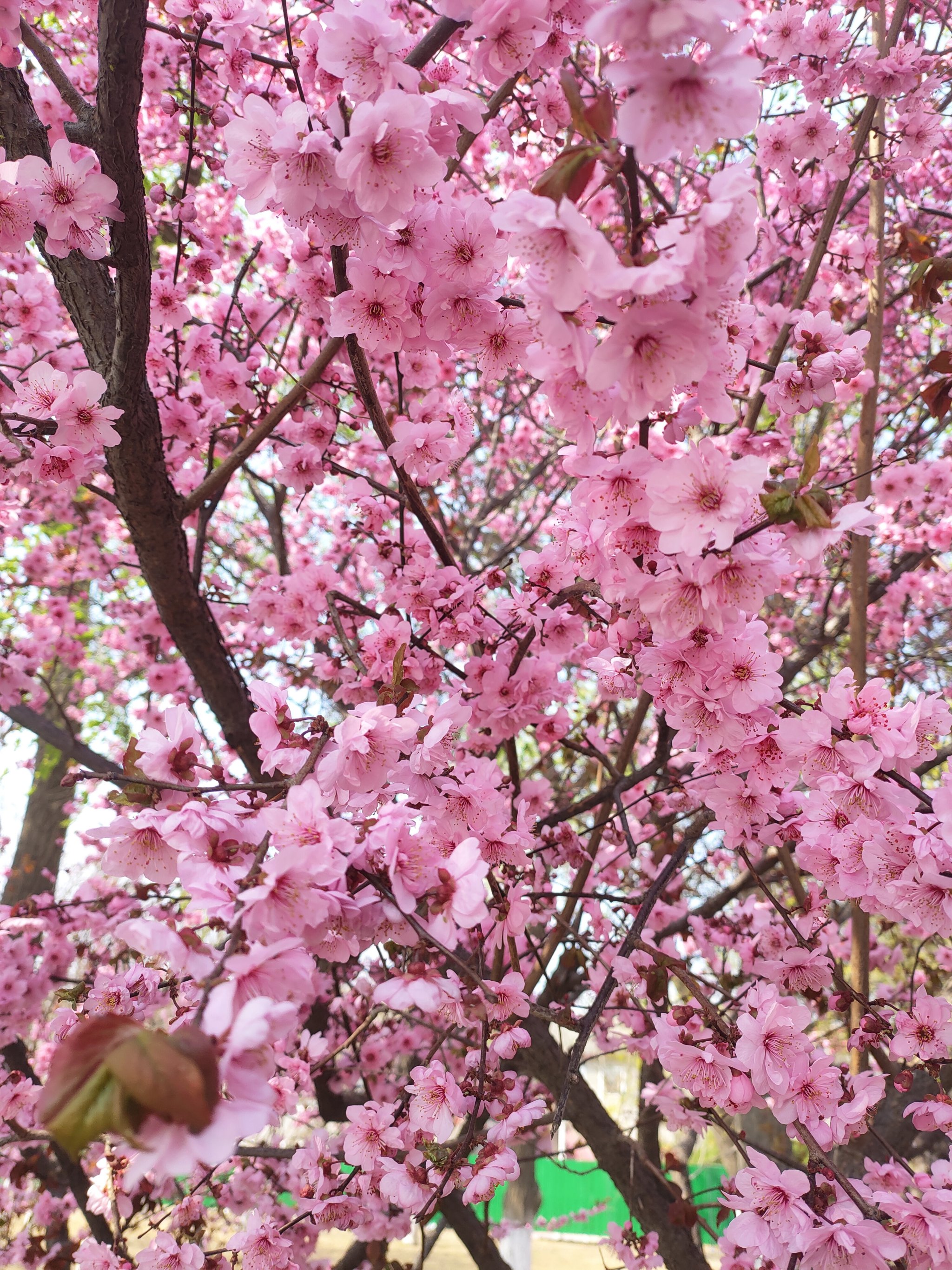 天津水上公园春季赏花图片