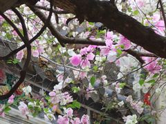 -深圳国际园林花卉博览园