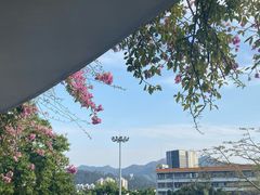 -深圳仙湖植物园