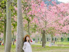 -风云岭森林公园