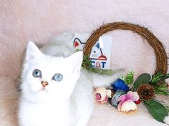 -十年猫舍·猫咪专门店(普陀店)