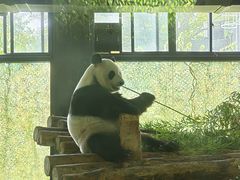 -上海野生动物园