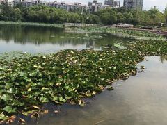 -新江湾城公园