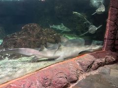 -杭州长乔极地海洋公园