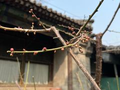 -糖葫芦王保定名吃(古莲花池店)