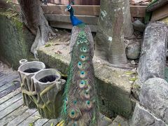 -海南槟榔谷黎苗文化旅游区