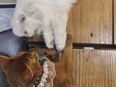 -猫小院猫主题餐厅(南锣旗舰店)