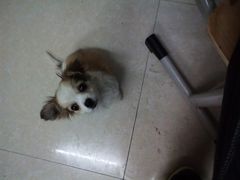 -瑞鹏宠物医院·爱宠堂·骨外专科(西荷分院)