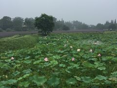 -普陀山风景名胜区-法雨禅寺