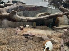 -广州长隆飞鸟乐园