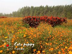 -北纬44度·金珠花海休闲农业旅游景区