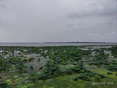 -莲花岛景区