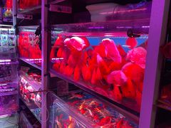 -花鸟鱼虫鲜花绿植市场(玉泉路店)