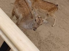 -石家庄市动物园