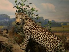 -陕西自然博物馆