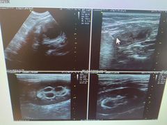 -瑞派·关忠动物医院·异宠专科·犬猫肿瘤·皮肤专科(望京店)