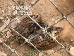 -西霞口神雕山野生动物世界