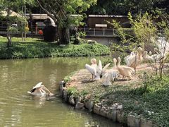 -深圳野生动物园