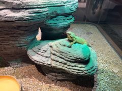 -帕帕拉兹宠物(亚洲旗舰店)