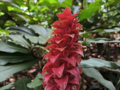 -中国科学院西双版纳热带植物园