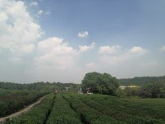 -中国茶叶博物馆(双峰馆区)