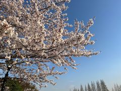-高东镇樱花园