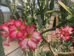 -北京植物园-展览温室