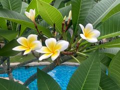 -三亚海棠湾万丽度假酒店