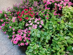 -双季花艺园艺市场(浦东店)