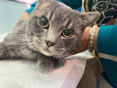 -纳吉亚猫专科动物医院博雅分院
