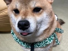 -逗柴咖啡屋·狗咖猫咖宠物桌游