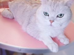 -中农大我爱我爱动物医院·核磁CT·猫病·24小时夜诊中心(石佛营店)